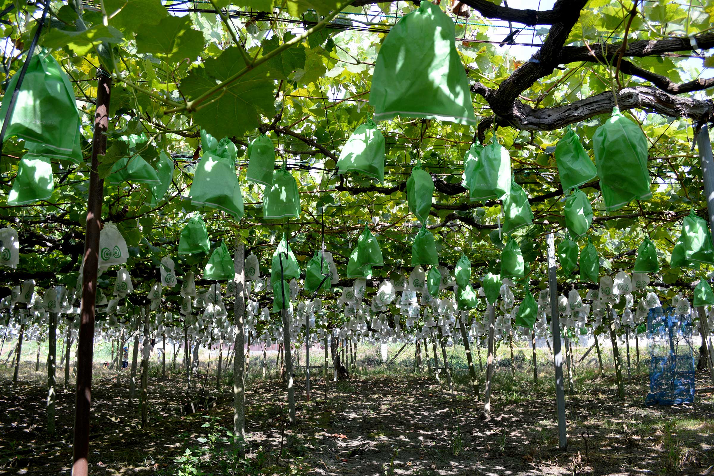 露地栽培のぶどう畑