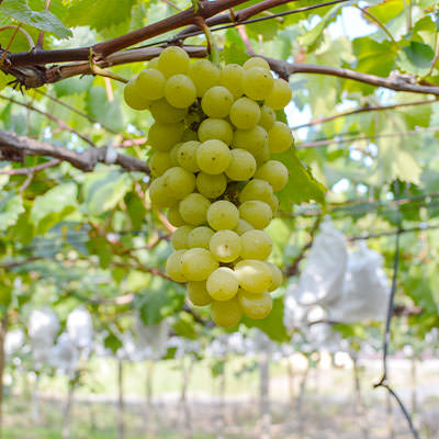 ハニーシードレス