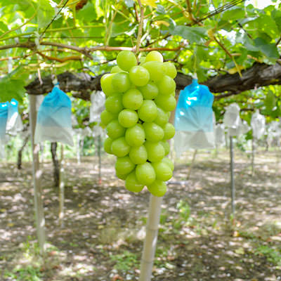 シャインマスカット